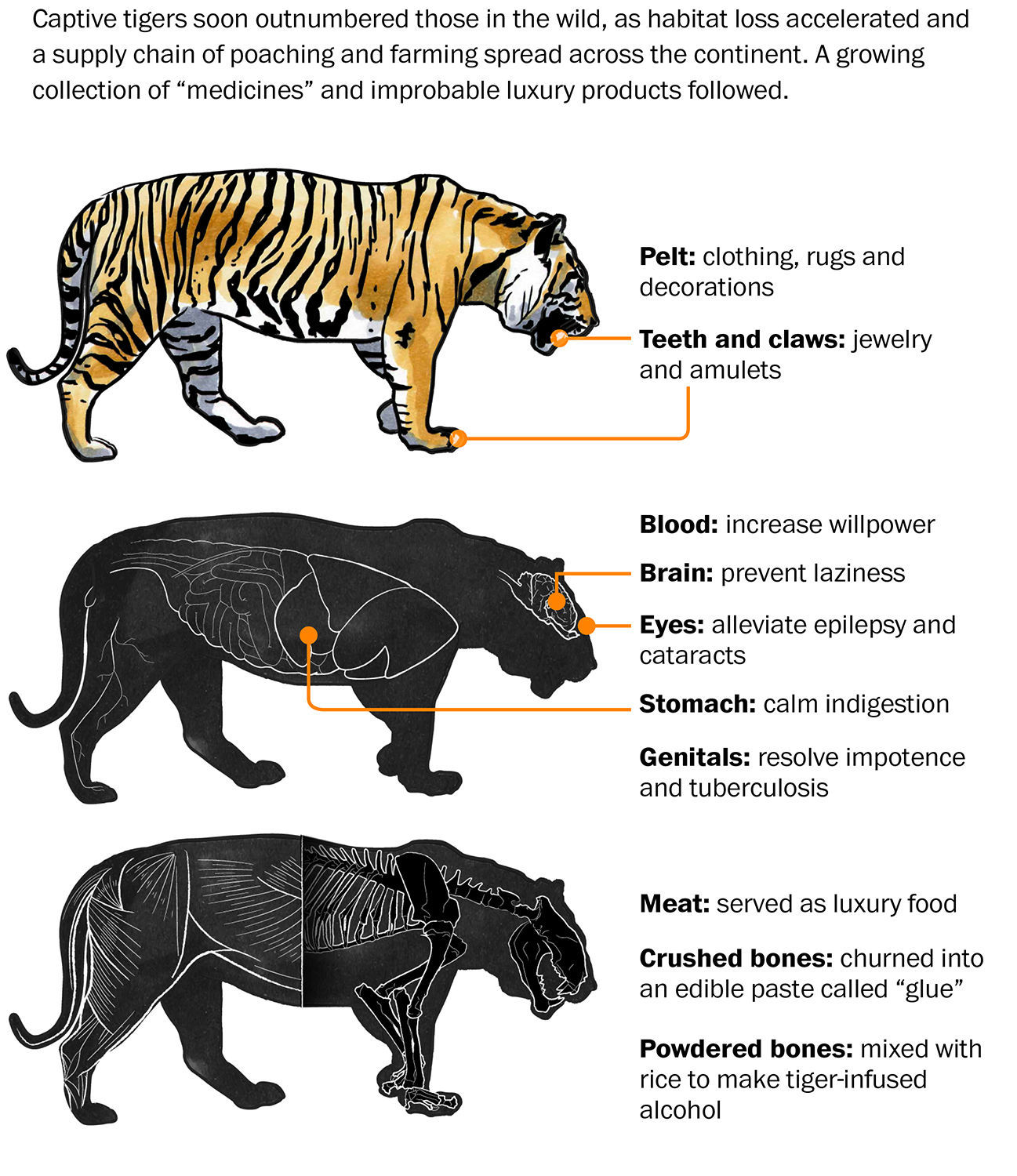 tiger-diagram-classic